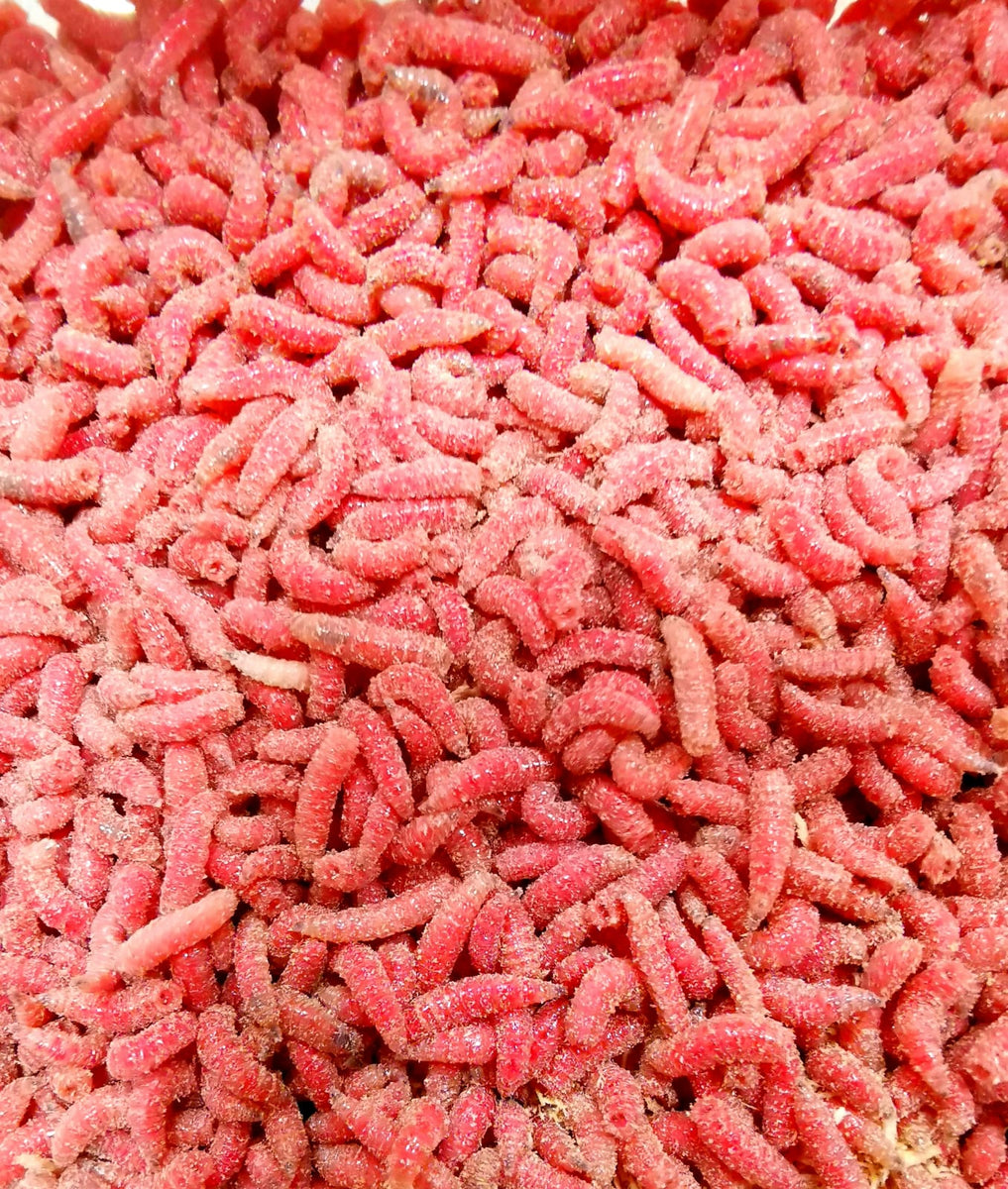 Sarkanie mušu kāpuri (красный опарыш) – OKCope